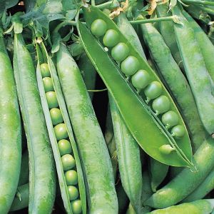 Pea Hurst Green Shaft Seeds