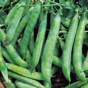 Pea Kelvedon Wonder Seeds