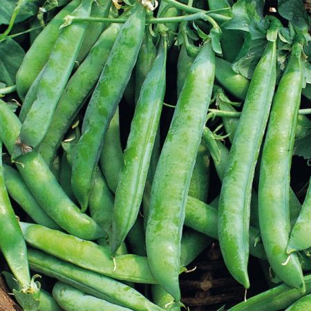 Pea Kelvedon Wonder Organic Seeds