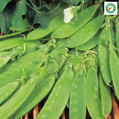 Pea Oregon Sugar Pod Seeds