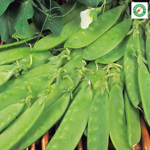 Pea Oregon Sugar Pod Seeds