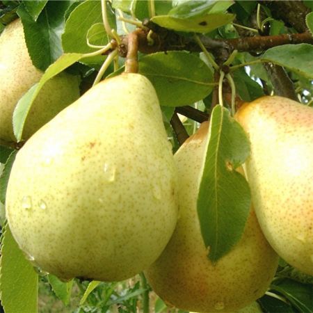 Pear Beth Quince A Rootstock