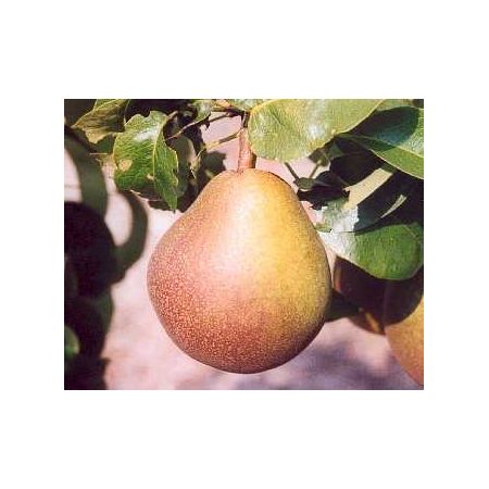 Pear Buerre Hardy Quince A Rootstock