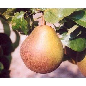Pear Buerre Hardy Quince A Rootstock