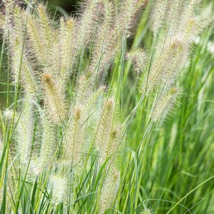Pennisetum alopecuroides Little Bunny