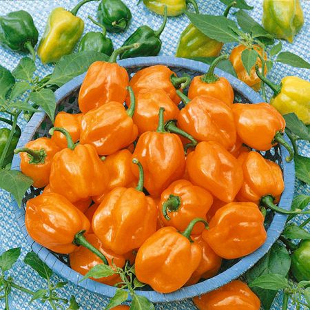 Pepper Chilli  Habanero Orange RHS AGM
