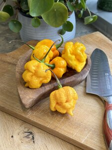 Pepper Chilli (Hot) Grandads Revenge 9cm