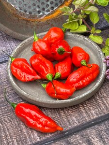Pepper Chilli (Hot) Pit Viper Naga