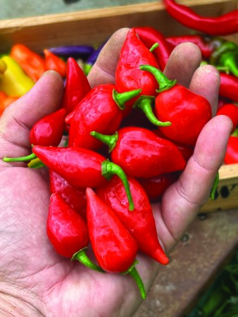 Pepper Chilli (Hot) Raging Bull 9cm