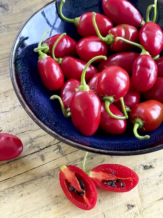 Pepper Chilli (Hot) Scallywag 9cm
