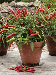 Pepper Chilli (Medium) Quick Fire 9cm