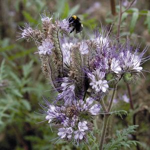 Phacelia Green Manure Seeds