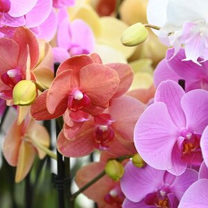 Phalaenopsis Moth Orchid