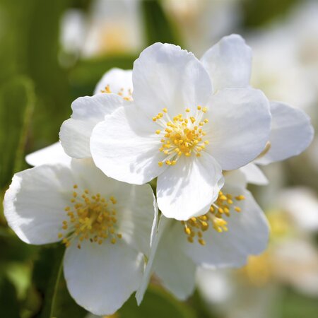 Philadelphus coronarius