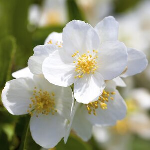 Philadelphus coronarius