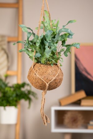 Phlebodium Davana - image 2