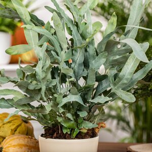 Phlebodium Davana - image 1