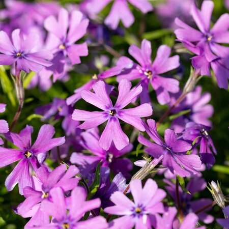 Phlox subulata 'Purple Beauty' 1L