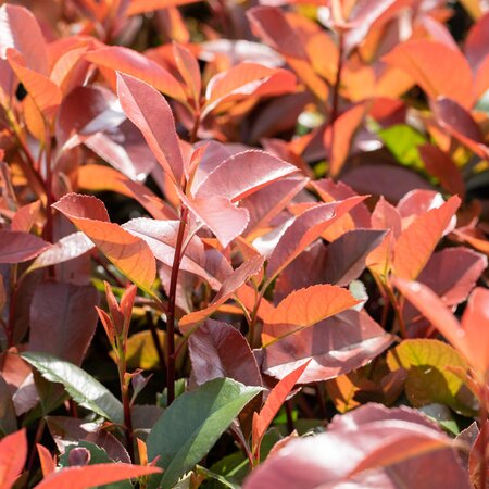 Photinia Red Robin Half Standard