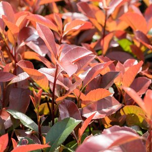 Photinia Red Robin Half Standard
