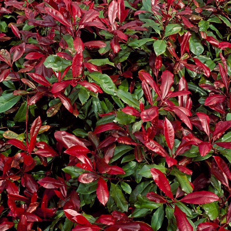Photinia robusta Compacta - Goldcliff Garden Centre
