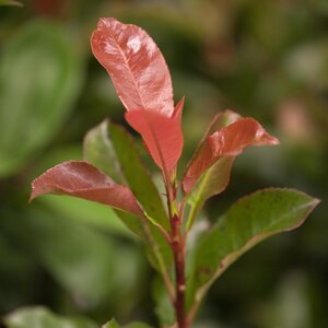 Photinia robusta Compacta