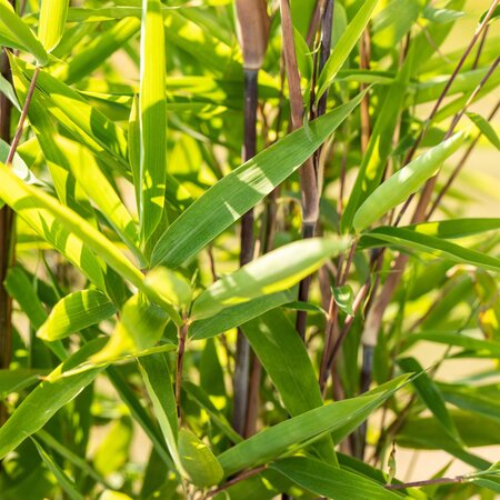 Phyllostachys Nigra Black Bamboo 10 LItre Pot - image 2