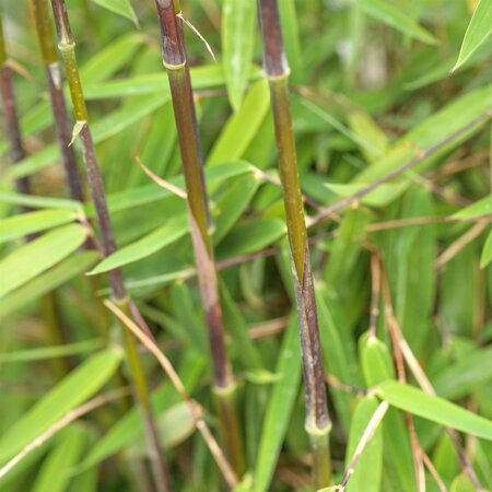 Phyllostachys Nigra Black Bamboo 30 LItre Pot