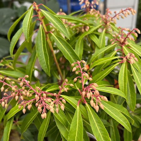 Pieris japonica 'Forest Flame'