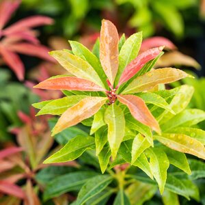 Pieris Mountain Fire