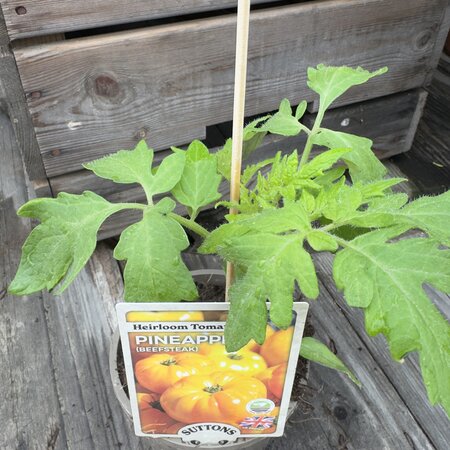Pineapple Beefsteak 10cm - image 1