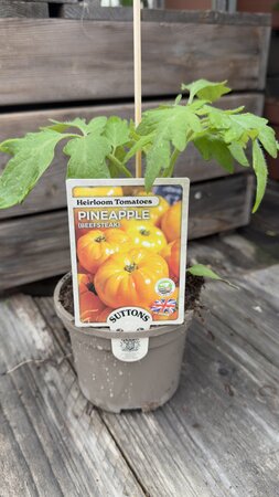 Pineapple Beefsteak 10cm - image 2