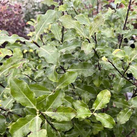 Pittosporum ten. Arundel Green