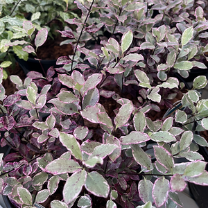 Pittosporum tenuifolium Bannow Bay