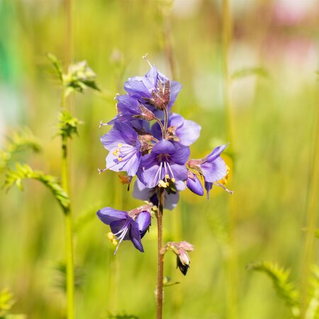 Polemonium caeruleum 1L