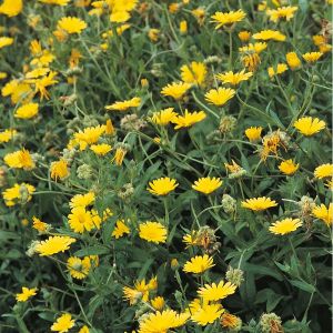 Pot Marigold Seeds
