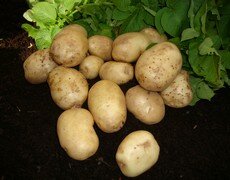 Potato First Early Foremost 2 Kg