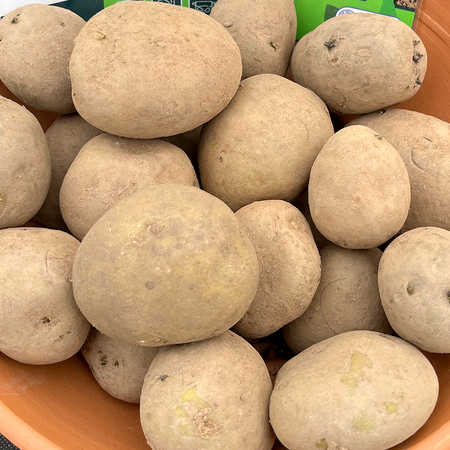 Potato Marvel Main Crop