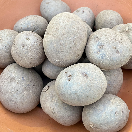 Potato Setanta - Organic Main Crop