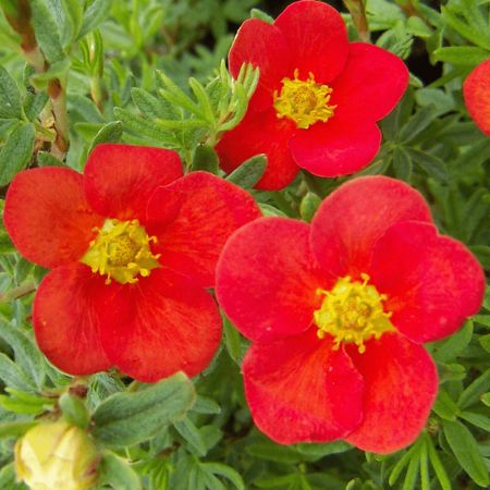 Potentilla Red Ace