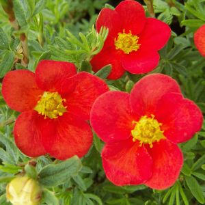 Potentilla Red Ace
