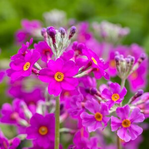 Primula beesiana