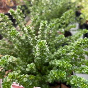 Prostanthera cuneata