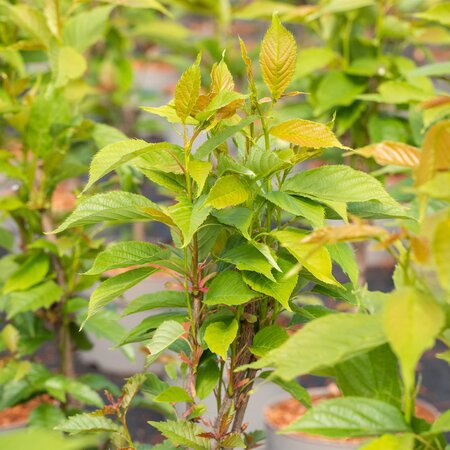 Prunus Amanogawa - image 2