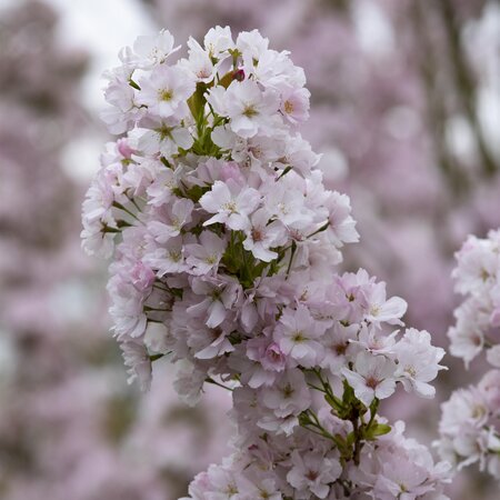 Prunus Amanogawa - image 1