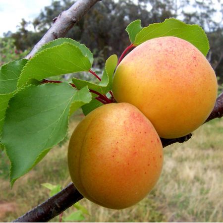 Prunus armeniaca - Apricot