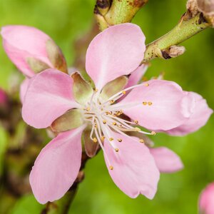 Prunus dulcis syn. amagdalus Almond