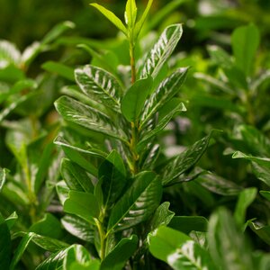 Prunus laurocerasus Novita - image 1