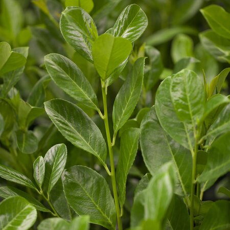 Prunus laurocerasus Rotundifolia