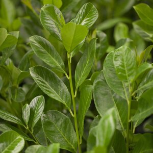 Prunus laurocerasus Rotundifolia 30 Litre pot